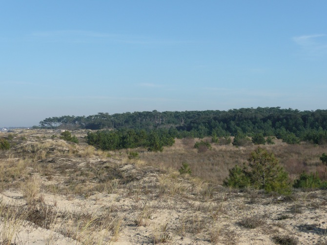 Figure 4 : l'Ethylène est impliqué dans le nanisme des plantes. Ici, l'influence du vent sur la croissance des pins maritimes - © N. Dorion